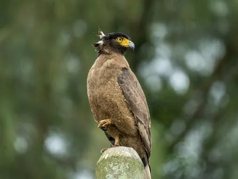 Crested Serpent Eagle perches majestically on a concrete Stock Photos