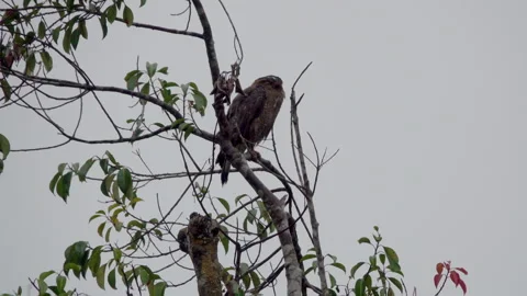 Crested serpent eagle perches in a tree in the Borneo rainforest. Stock Footage 299787282