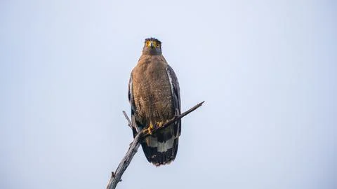 Crested serpent eagle perches on a weathered branch at Yala National Park, Sr Stock Photos