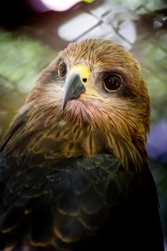 Crested serpent-eagle Stock Photos