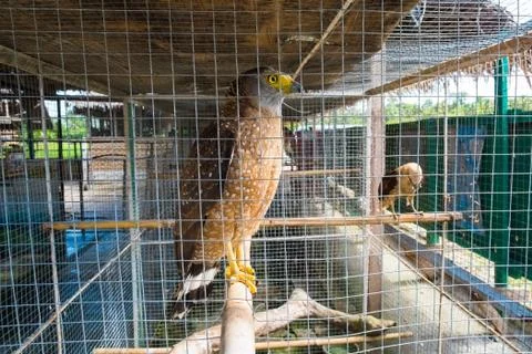 Crested Serpent Eagle Stock Photos