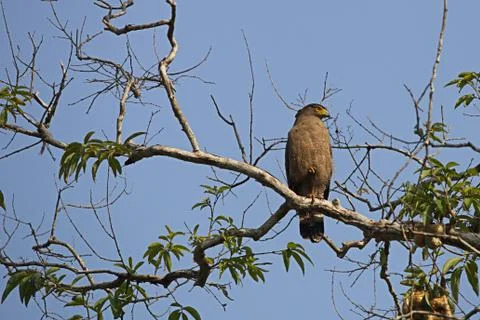 Crested Serpent Eagle Stock Photos