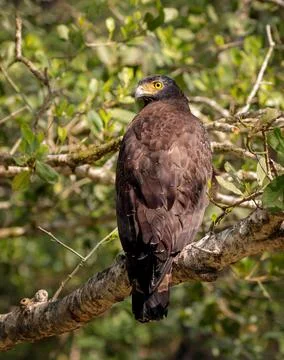 Crested serpent eagle. Stock Photos