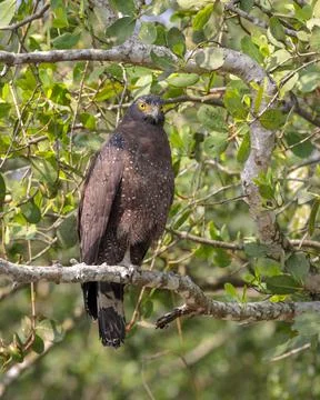 Crested serpent eagle. Stock Photos