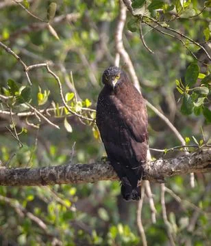 Crested serpent eagle. Stock Photos
