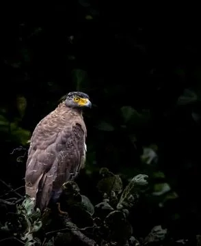 Crested serpent eagle Stock Photos