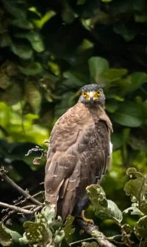 Crested serpent eagle Stock Photos
