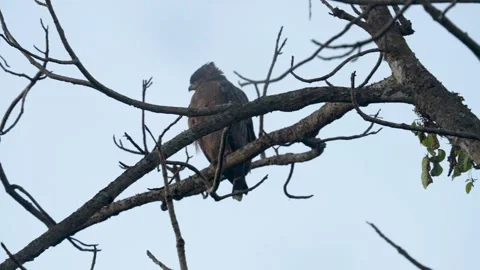 Crested serpent eagle in profile in Pench national park Stock Footage 325717845