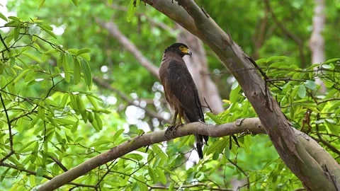 Crested serpent eagle in profile on a tree in Panna national park Stock Footage 311575685