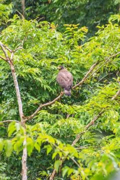 Crested serpent eagle resting on a perch Stock Photos