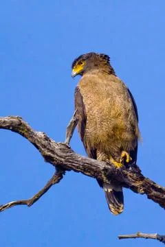 Crested Serpent Eagle, Royal Bardia National Park Stock Photos