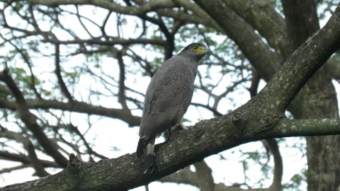 A crested serpent eagle searching for a prey from a tree branch Stock Footage 162182601