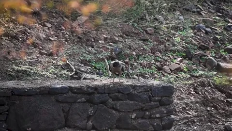 Crested serpent eagle searching for a prey in Ranthambore national park Stock Footage 257200550