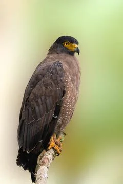 Crested Serpent Eagle with Sharp Gaze Perched on a Tree Branch Stock Photos