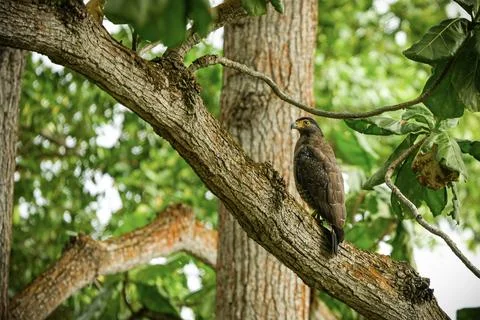 A Crested Serpent Eagle sits on a thick tree branch Stock Photos