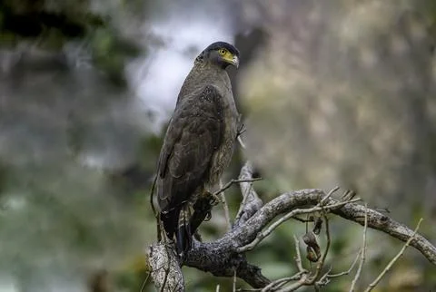 Crested Serpent eagle sitting on a branch of tree in search of food. Stock Photos
