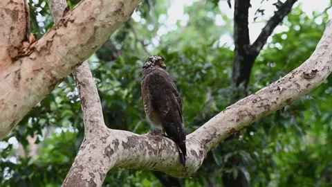 Crested serpent eagle sitting in profile in Bandipur national park Stock Footage 283895989