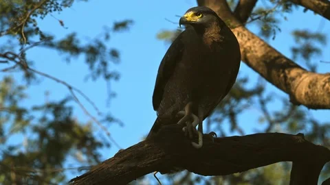 A crested serpent eagle sitting on tree branch looking around in wild forest Stock Footage 340861557