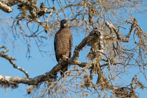 Crested Serpent eagle sitting on tree against blue sky, Yala National Park, S Stock Photos