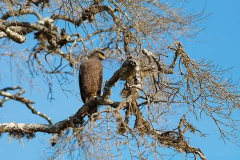 Crested Serpent eagle sitting on tree against blue sky, Yala National Park, S Stock Photos