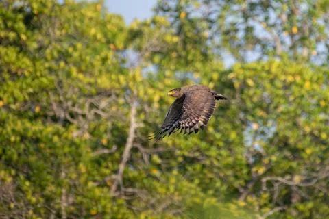 Crested serpent eagle soaring after taking off from a perch Stock Photos
