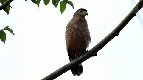 Crested Serpent Eagle (Spilornis cheela) Stock Footage 30587698