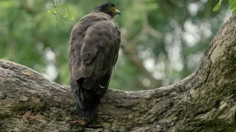 Crested serpent eagle (Spilornis cheela) Stock Footage 201946407