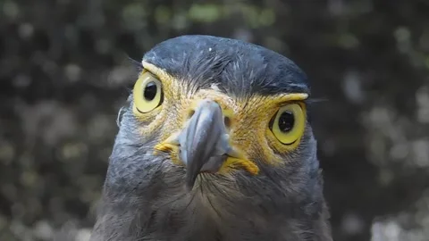 Crested serpent eagle - Spilornis cheela Video stock 236392171