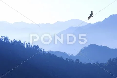 Crested Serpent Eagle Spilornis cheela flying over mountains in morning fog Stock Photos