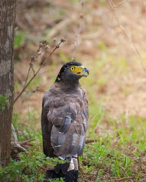 Crested serpent eagle stands alert on the ground near a tree in Yala National Stock Photos