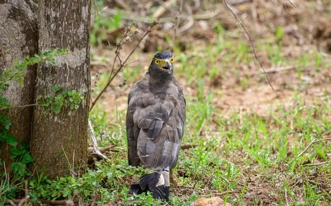 Crested serpent eagle stands alert on the ground near a tree in Yala National Stock Photos