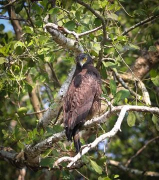 Crested serpent eagle in Sundarbans. Stock Photos