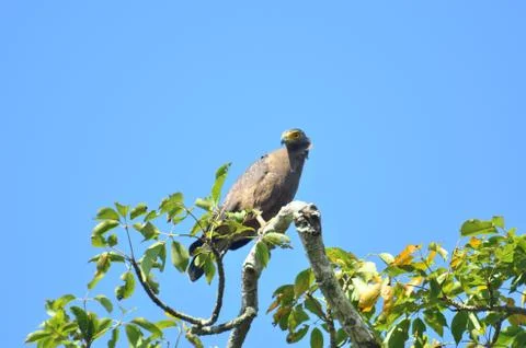 Crested Serpent Eagle, Thailand Stock Photos