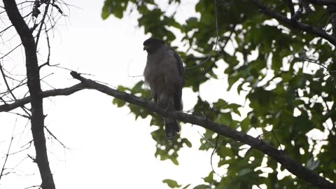 Crested Serpent Eagle on a tree, Kanha National Park, Madhya Pradesh Stock Footage 206690225
