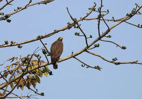 A Crested Serpent Eagle on a Tree. Stock Photos