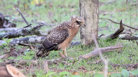 Crested serpent eagle walking on the ground Video stock 251880084
