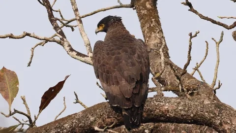 Crested SerpentEagle Nepal Stock Footage 250053440