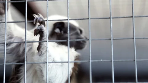 The crested tamarinin in cage. Thinks about freedom Видео 86646004