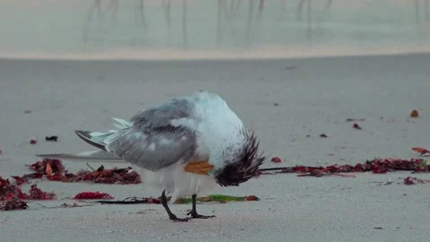 Crested tern cleaning its wings on the ocean beach 스톡 동영상 335584073