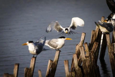 Crested Tern flying towards camera Foto stock