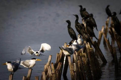 Crested Tern flying towards camera with other Terns and Little Black Cormoran Stock Photos