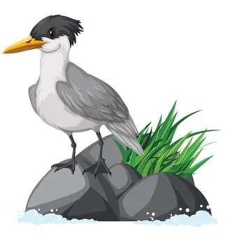 Crested tern standing on rock Stock Illustration