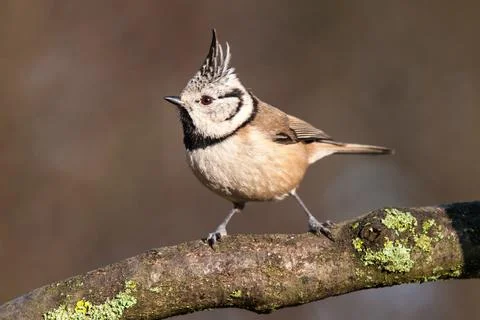 Crested tit on branch Stock Photos