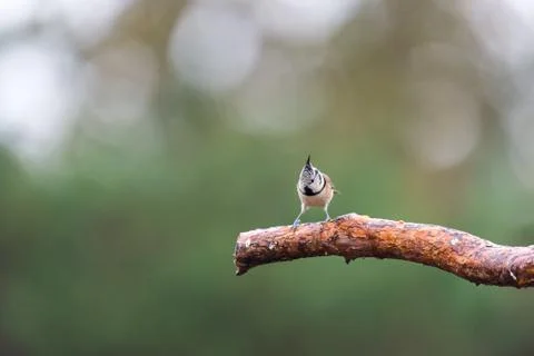 Crested tit on branche Foto stock