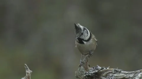 Crested Tit Video stock 1089023
