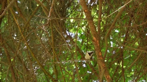 Crested tit Video stock 116708113