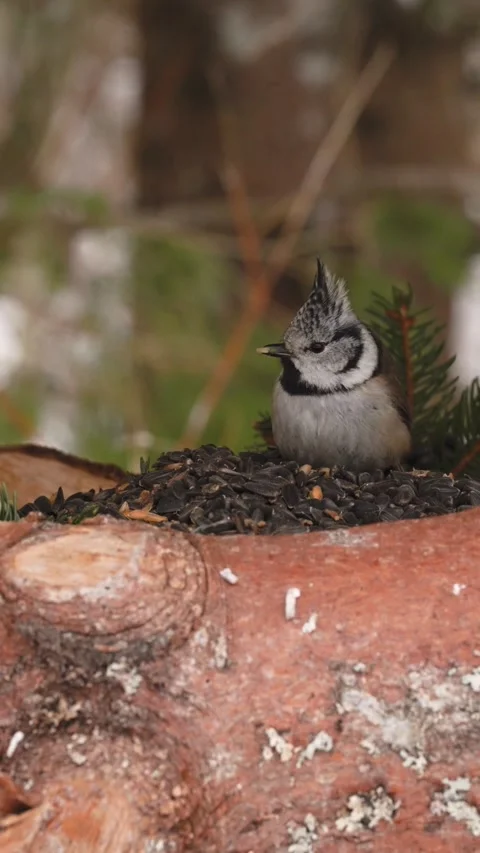Crested tit grabs seed and instantly flies off Stock Footage 331742534
