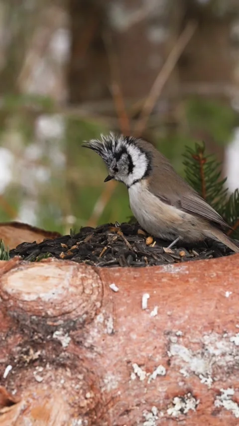 Crested tit jumps in, gets startled and flies away Stock Footage 331596596