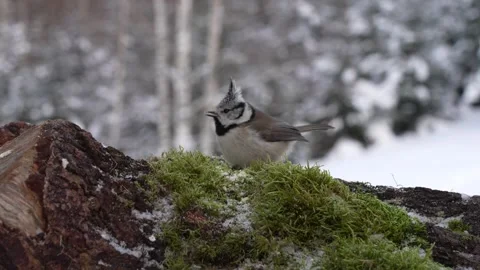 Crested tit on a mossy stump Stock Footage 327863398