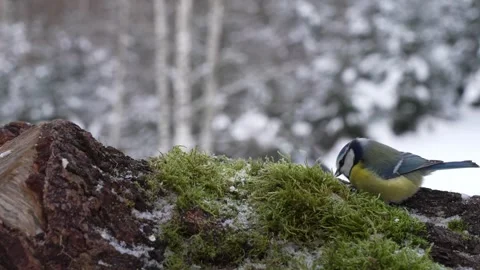 Crested tit on a mossy stump Stock Footage 327867195